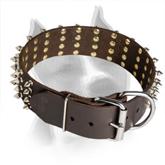 Leather Collar for American Staffordshire Terrier with Steel Nickel Plated  Fittings