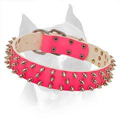 Bright Spiked Pink Leather Collar for Amstaff Walking in Style