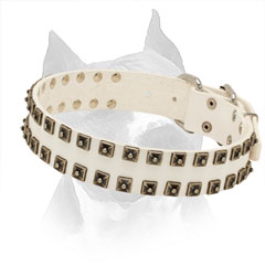 White Leather Collar for Amstaff with Riveted Hardware