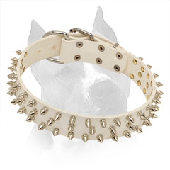Spiked White Leather Collar for Stylish Amstaff