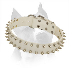 White Leather Amstaff Collar with Durable Decoration