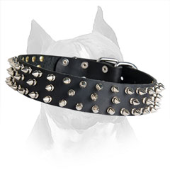 Leather Amstaff Dog Collar with Steel Nickel Plated Spikes