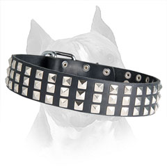 Leather Amstaff Dog Collar with Pyramids