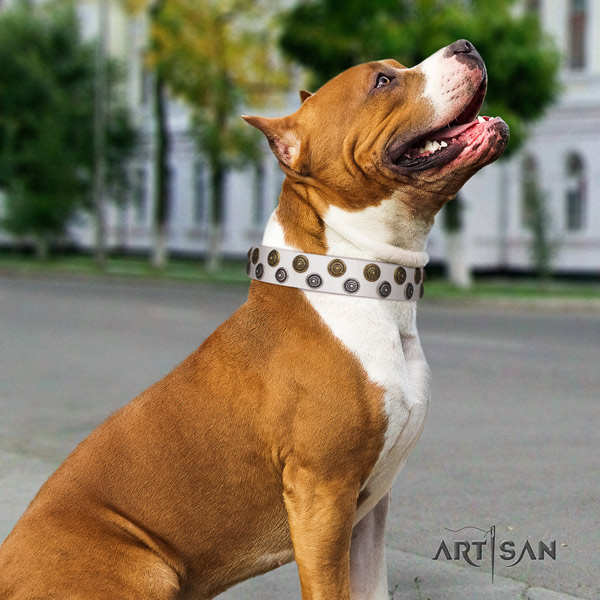 Amstaff unique genuine leather dog collar with embellishments for fancy walking