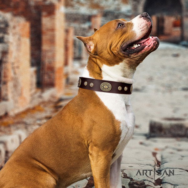 Amstaff handy use natural genuine leather dog collar with studs