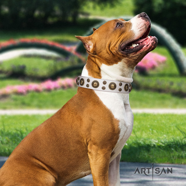 Amstaff incredible leather dog collar with embellishments for comfy wearing