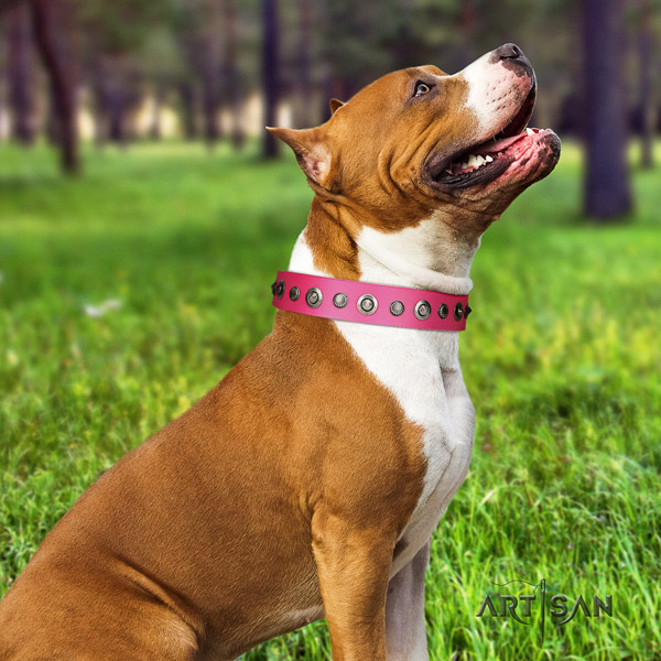 Amstaff stylish walking natural genuine leather dog collar with embellishments
