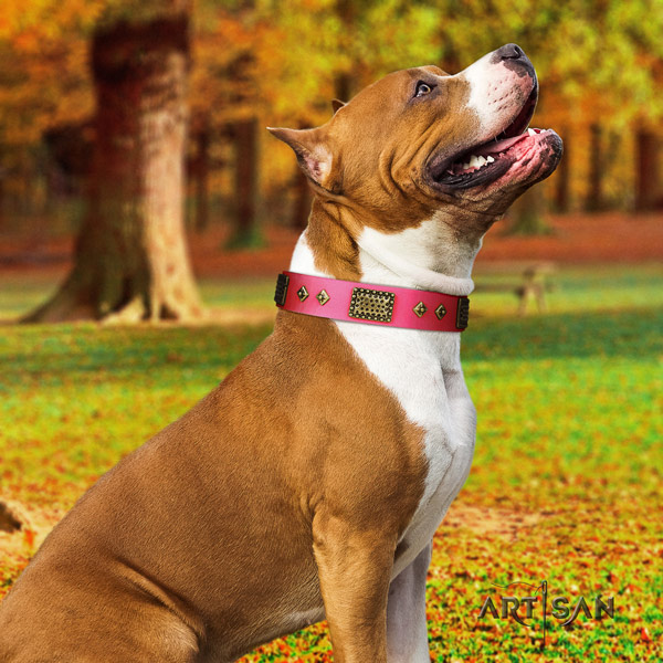 Amstaff easy wearing full grain genuine leather dog collar with studs
