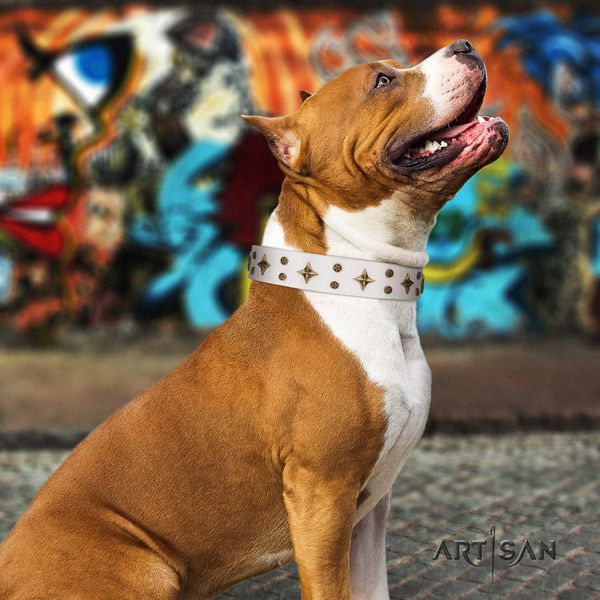 Amstaff top notch full grain leather dog collar with embellishments for everyday use