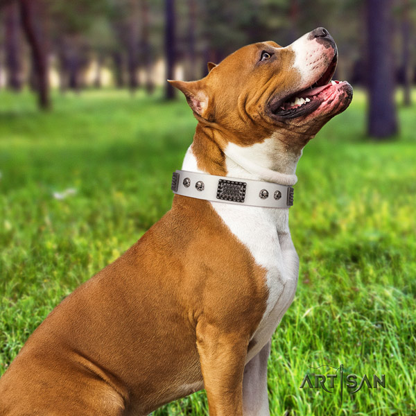 Amstaff handy use full grain natural leather dog collar with studs