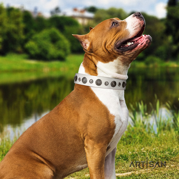 Amstaff daily use leather dog collar with studs