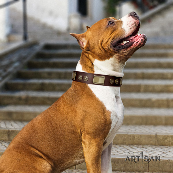 Amstaff everyday walking full grain genuine leather dog collar with decorations