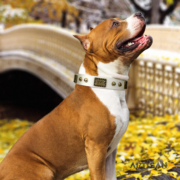 Amstaff easy wearing leather dog collar with adornments