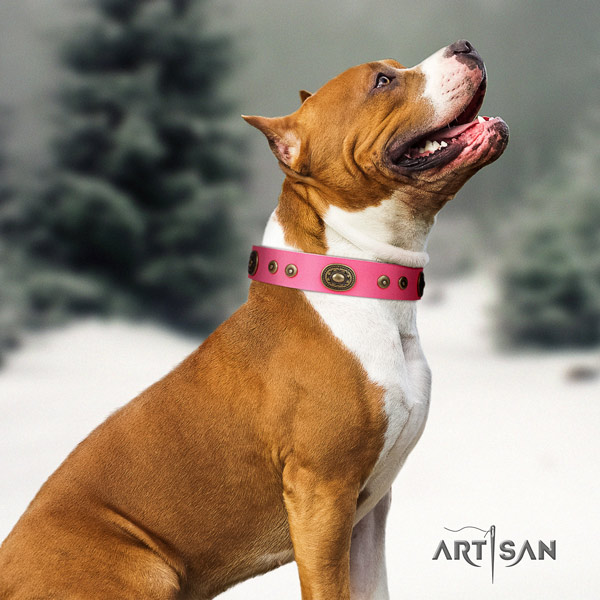 Amstaff significant genuine leather dog collar with adornments for stylish walking