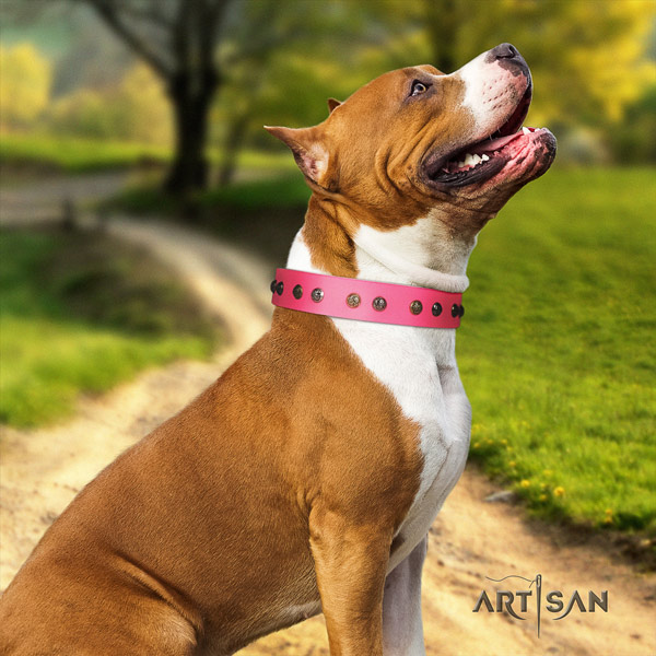 Amstaff trendy leather dog collar with studs for handy use