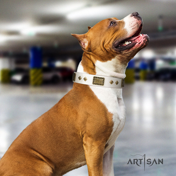 Amstaff comfy wearing leather dog collar with studs