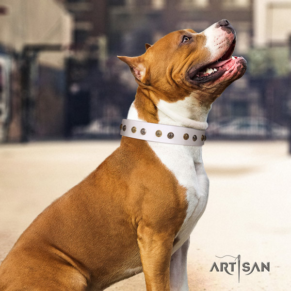 Amstaff significant leather dog collar with adornments for handy use