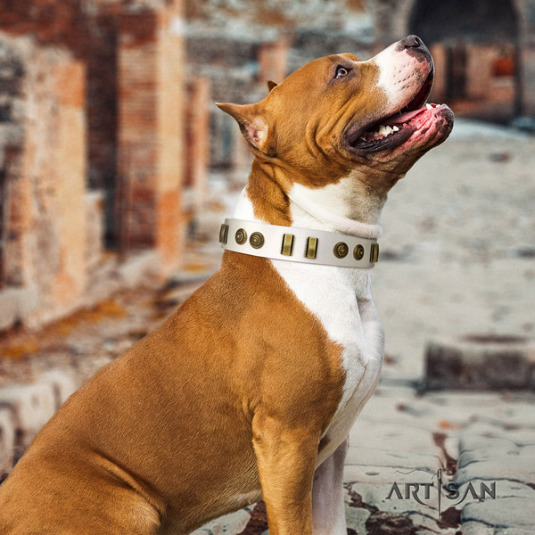 Amstaff handy use full grain natural leather dog collar with decorations