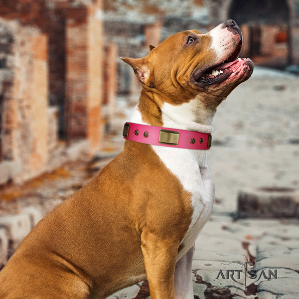 Amstaff daily walking genuine leather dog collar with embellishments
