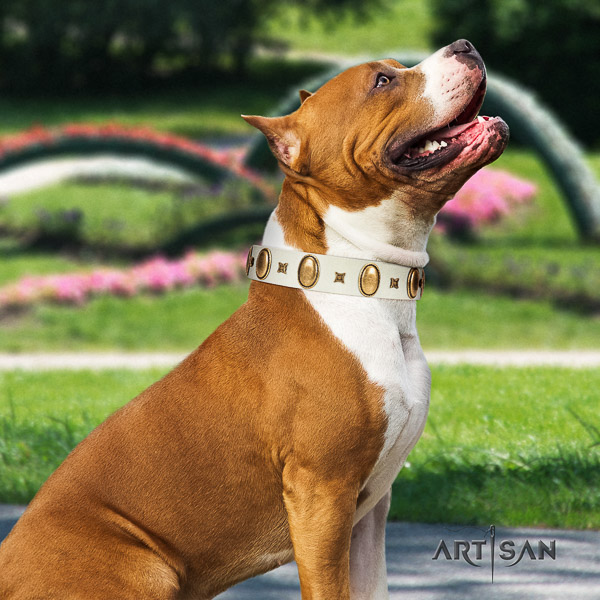 Amstaff decorated genuine leather dog collar for everyday use