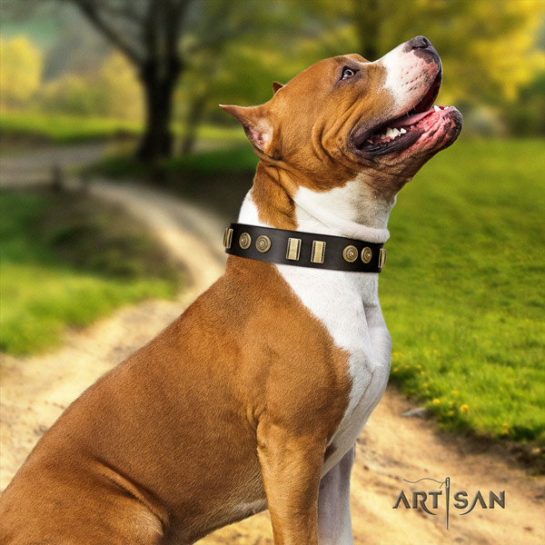Amstaff handy use full grain leather dog collar with adornments