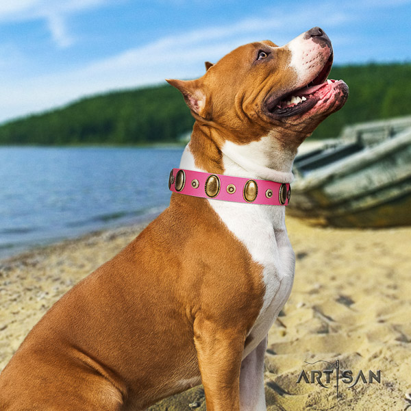 Amstaff amazing full grain natural leather dog collar for everyday use