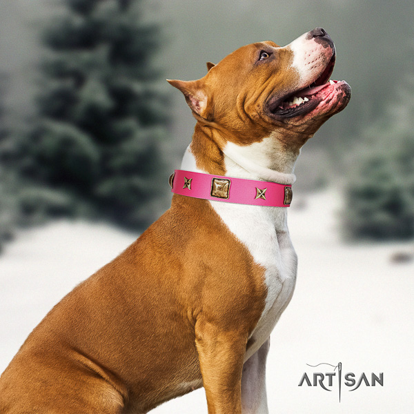 Amstaff designer full grain natural leather dog collar for daily walking