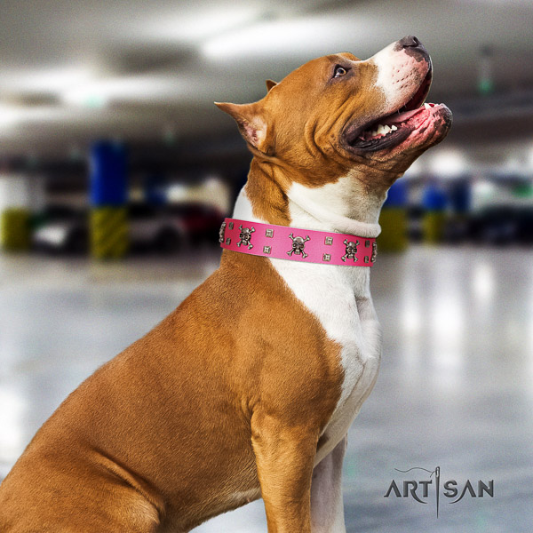 Amstaff easy wearing full grain natural leather dog collar for daily use