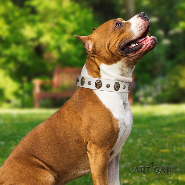 Amstaff designer full grain genuine leather dog collar for basic training