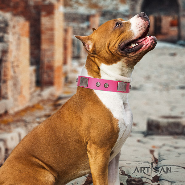 Amstaff incredible genuine leather dog collar for basic training