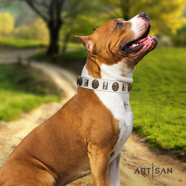 Amstaff handmade leather dog collar for everyday walking