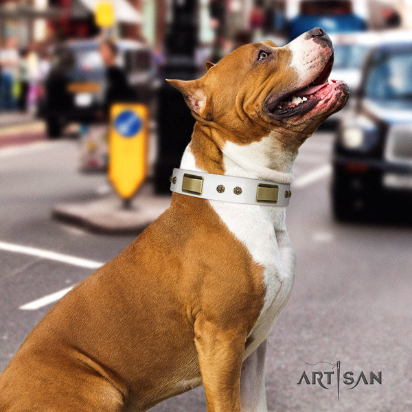 Amstaff daily walking leather dog collar with embellishments