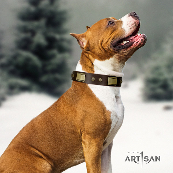 Amstaff everyday use full grain leather dog collar with embellishments