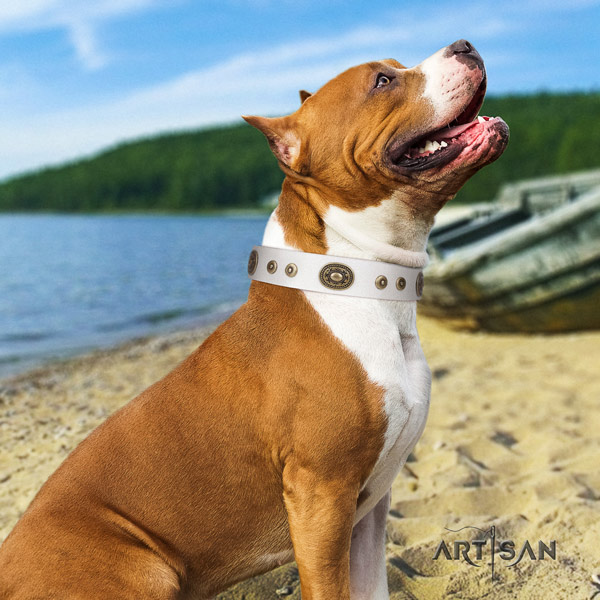 Amstaff incredible full grain leather dog collar with adornments for everyday walking