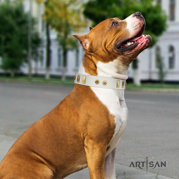 Amstaff fine quality genuine leather dog collar for daily use