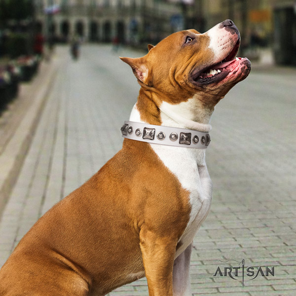 Amstaff exquisite leather dog collar with adornments for fancy walking