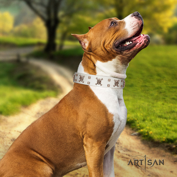 Amstaff awesome full grain genuine leather dog collar for fancy walking