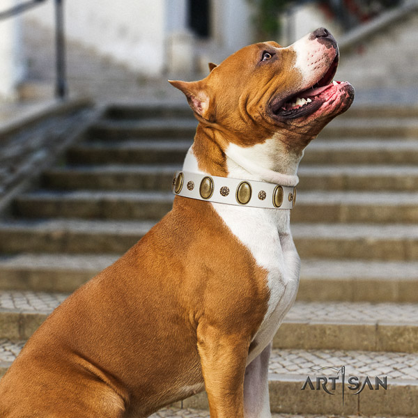 Amstaff convenient leather dog collar for easy wearing