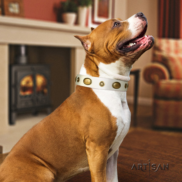 Amstaff daily walking leather dog collar with studs