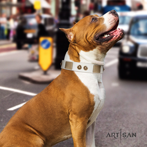 Amstaff unusual full grain genuine leather dog collar for basic training