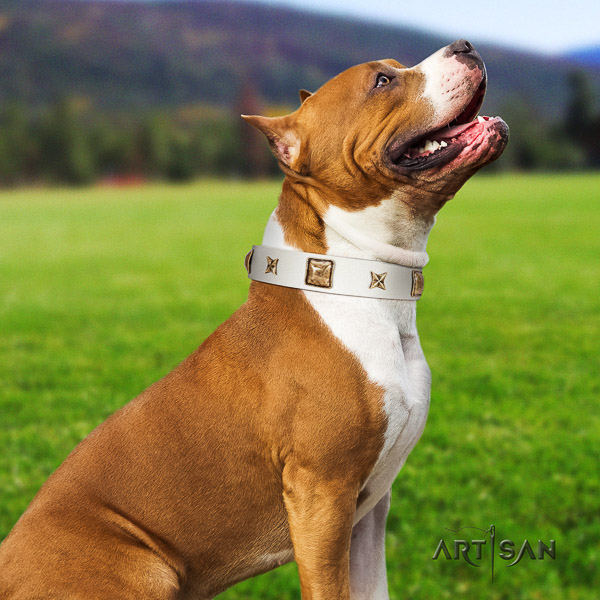Amstaff remarkable full grain natural leather dog collar for handy use