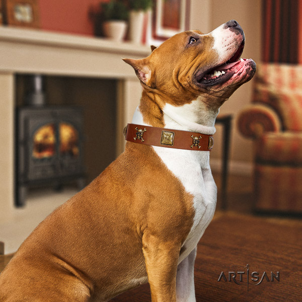 Amstaff extraordinary full grain genuine leather dog collar for daily use