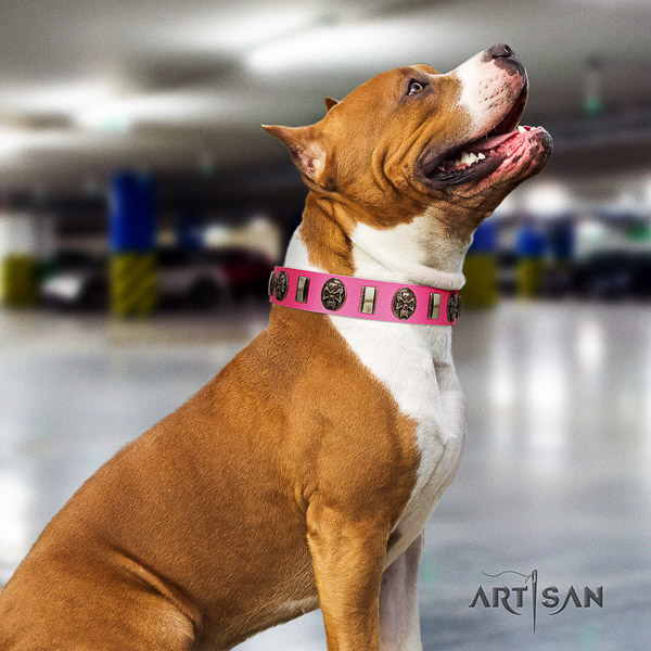 Amstaff top quality full grain natural leather dog collar for stylish walking