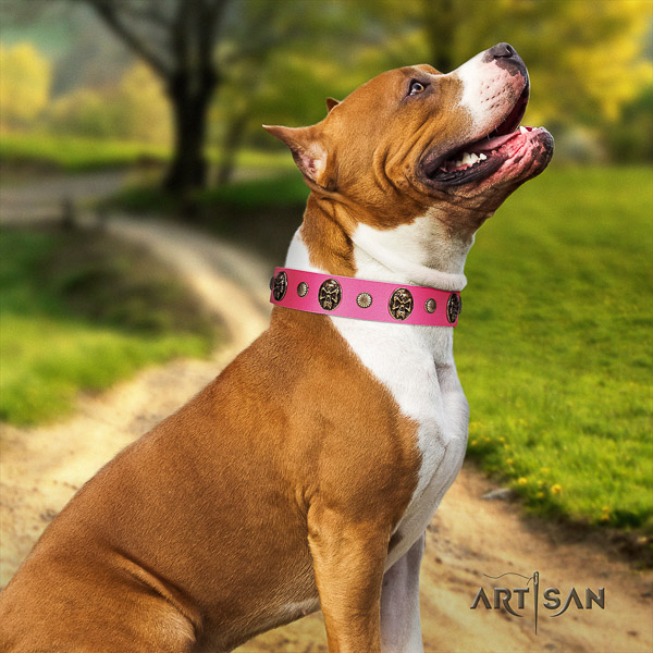 Amstaff trendy natural genuine leather dog collar for comfortable wearing