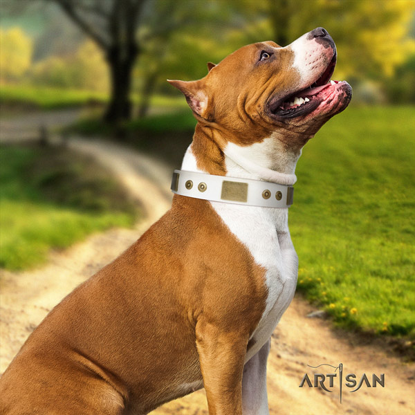 Amstaff basic training full grain genuine leather dog collar with embellishments