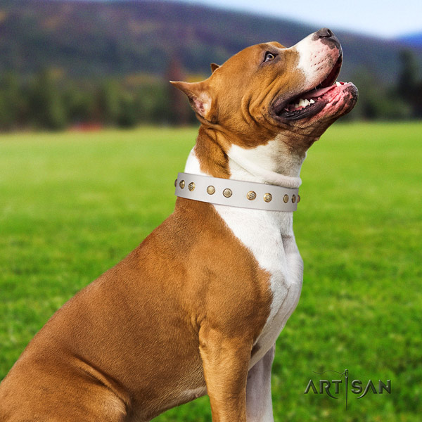Amstaff daily use full grain genuine leather dog collar with decorations