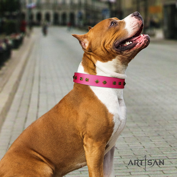 Amstaff comfy wearing full grain leather dog collar with decorations