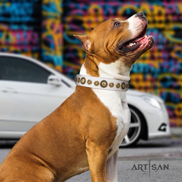 Amstaff inimitable full grain leather dog collar with embellishments for easy wearing