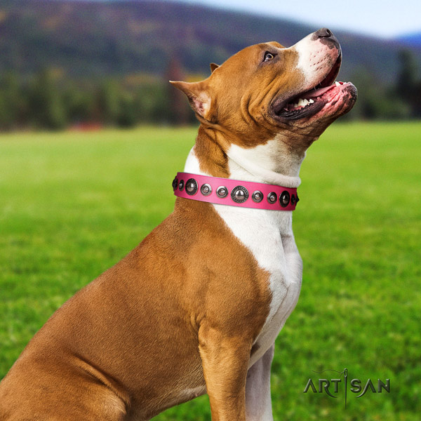 Amstaff exquisite full grain leather dog collar with decorations for easy wearing