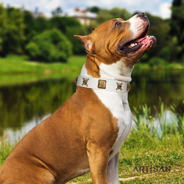 Amstaff top quality full grain natural leather dog collar for daily use
